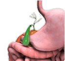 Gall Bladder